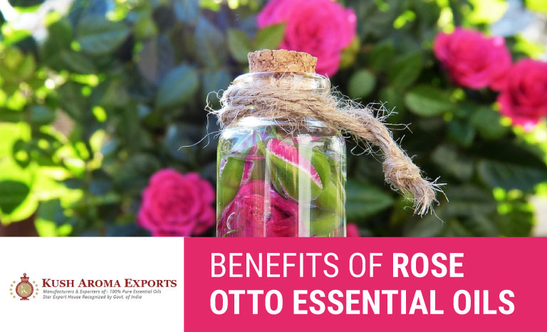Rose- Otto Essential Oil