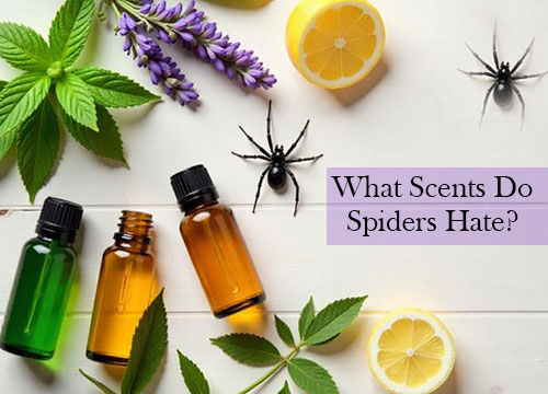 What Scents Do Spiders Hate?
