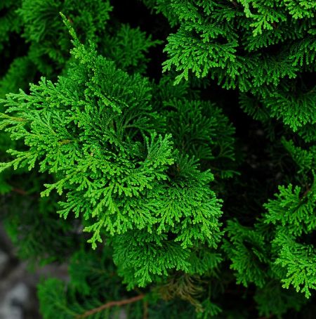 Cypress Leaf Supplier, Manufacturer & Wholesaler