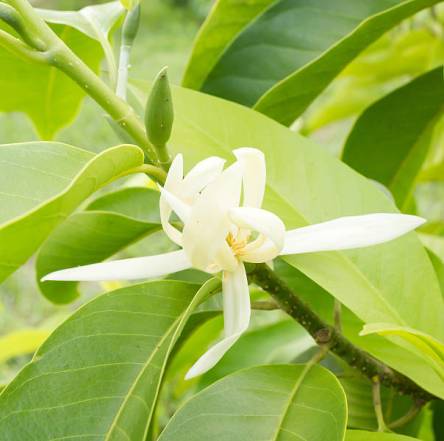 Silky Scents Magnolia Wild Crafted (White Champa Flower) Essential Oil (Michelia Alba) 100% Pure Therapeutic Grade - 10 ml