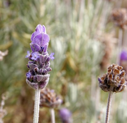 Lavender Supplier, Manufacturer & Wholesaler