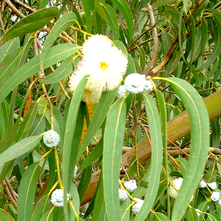 Plant Therapy Eucalyptus Globulus Essential Oil 100 ml (3.3 oz) 100% Pure