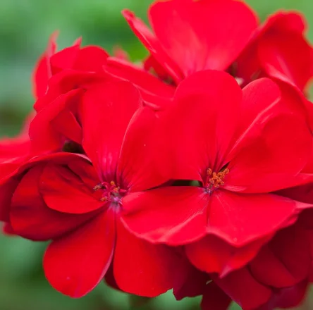 geranium000.webp
